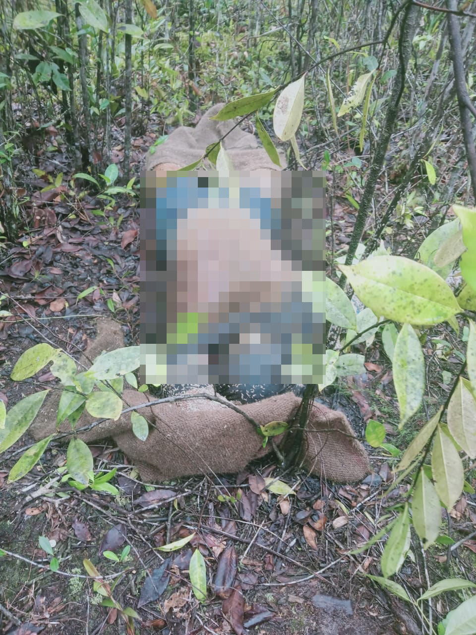 WARGA BUKIT PINANG GEGER, TEMUKAN MAYAT DALAM HUTAN DENGAN KONDISI KEPALA DAN KAKI DIDALAM KARUNG 1 WARGA BUKIT PINANG GEGER, TEMUKAN MAYAT DALAM HUTAN DENGAN KONDISI KEPALA DAN KAKI DIDALAM KARUNG 2