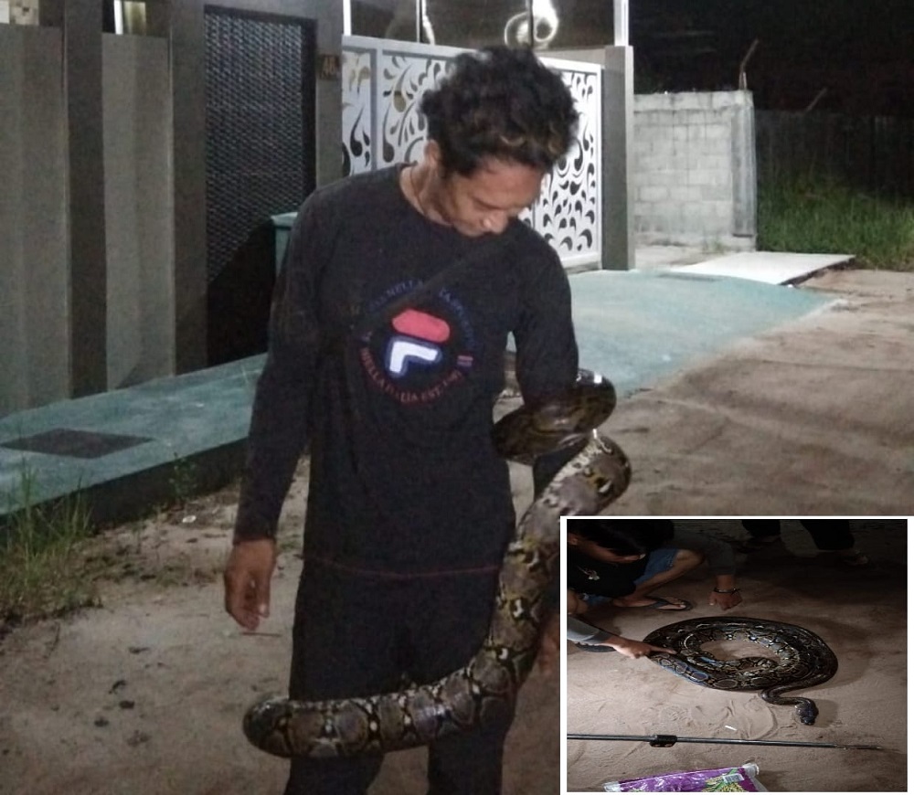 DALAM 24 JAM, TIM ERP TAKLUKAN 2 ULAR PHYTON BERUKURAN BESAR 1 DALAM 24 JAM, TIM ERP TAKLUKAN 2 ULAR PHYTON BERUKURAN BESAR 2