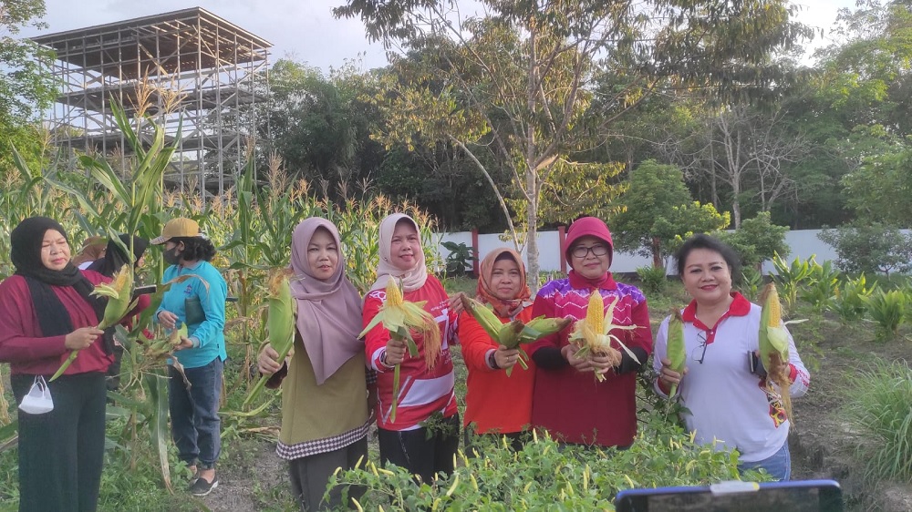 PJ BUPATI BARSEL PANEN JAGUNG PERDANA DI KEBUN PKK BARSEL 1 PJ BUPATI BARSEL PANEN JAGUNG PERDANA DI KEBUN PKK BARSEL 2
