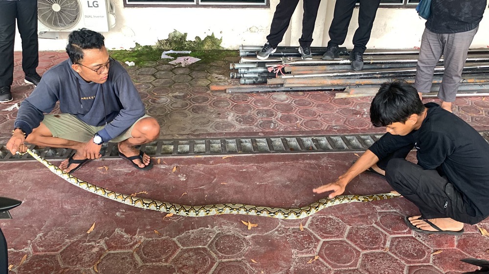 ISTIRAHAT KERJA, ASN PUPR KALTENG DIKEJUTKAN DENGAN MUNCULNYA ULAR DIPARKIRAN PEGAWAI 1 ISTIRAHAT KERJA, ASN PUPR KALTENG DIKEJUTKAN DENGAN MUNCULNYA ULAR DIPARKIRAN PEGAWAI 2