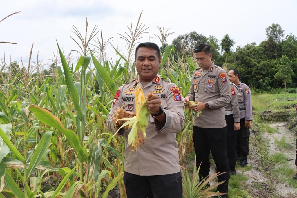KAPOLRES PANEN JAGUNG DILAHAN KETAHANAN PANGAN 1 KAPOLRES PANEN JAGUNG DILAHAN KETAHANAN PANGAN 2