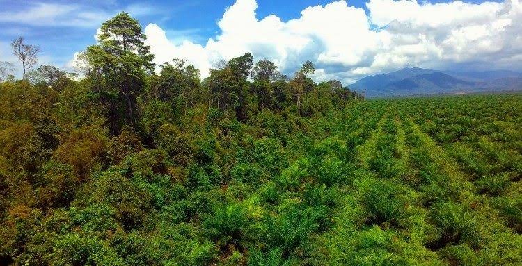 PT. MML DIDUGA GARAP LAHAN HUTAN PRODUKSI 1.600 HA DI LAMANDAU 1