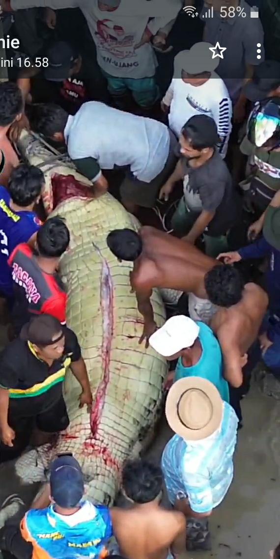 Mengerikan... Seorang Anak Kecil Diterkam Buaya Saat Berenang di Sungai Arut 2 Mengerikan... Seorang Anak Kecil Diterkam Buaya Saat Berenang di Sungai Arut 3