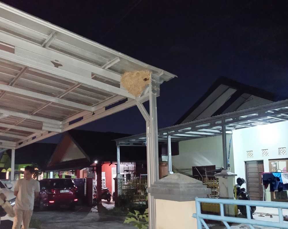 Bersarang di Kanopi Rumah, Sarang Tawon Vespa Dimusnahkan Tim ERP 1 Bersarang di Kanopi Rumah, Sarang Tawon Vespa Dimusnahkan Tim ERP 2